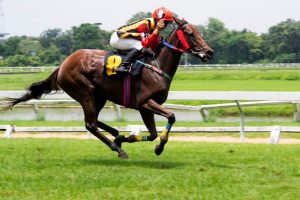 TVG Horse Racing