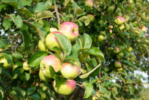Best Apple Trees